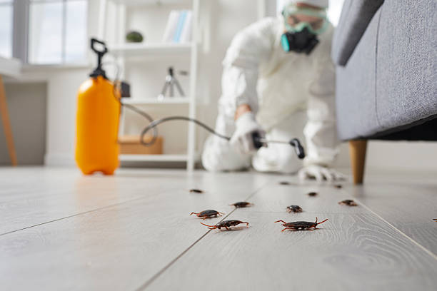 Post-Treatment Bed Bug Interceptor Monitoring in Bothell